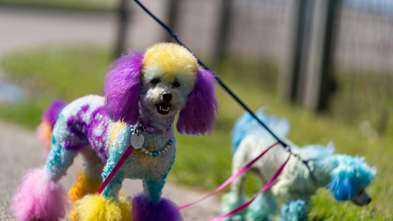 Krewe du Pooch Parade, Thrillville Fair, NOLA Nite Market among things to do this weekend, Feb. 23 - 25