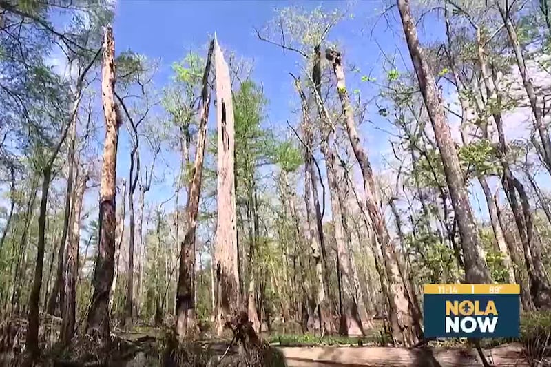 Heart of Louisiana: Tickfaw State Park