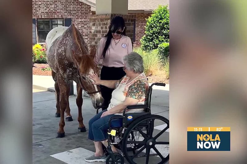 Healing with Horses offering physical, mental, and emotional therapy