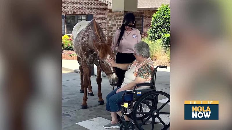 Healing with Horses offering physical, mental, and emotional therapy