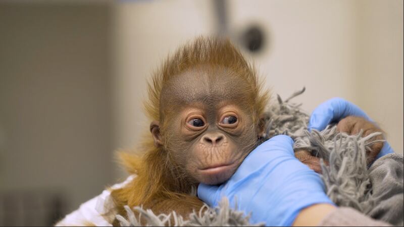 Audubon Zoo’s baby orangutan needs a name!