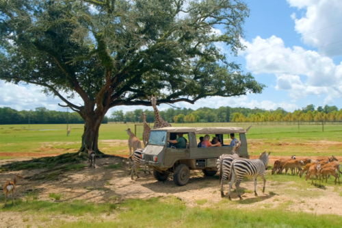 Take a tour of Global Wildlife Center, one of the largest free-roaming wildlife preserves in the U.S.